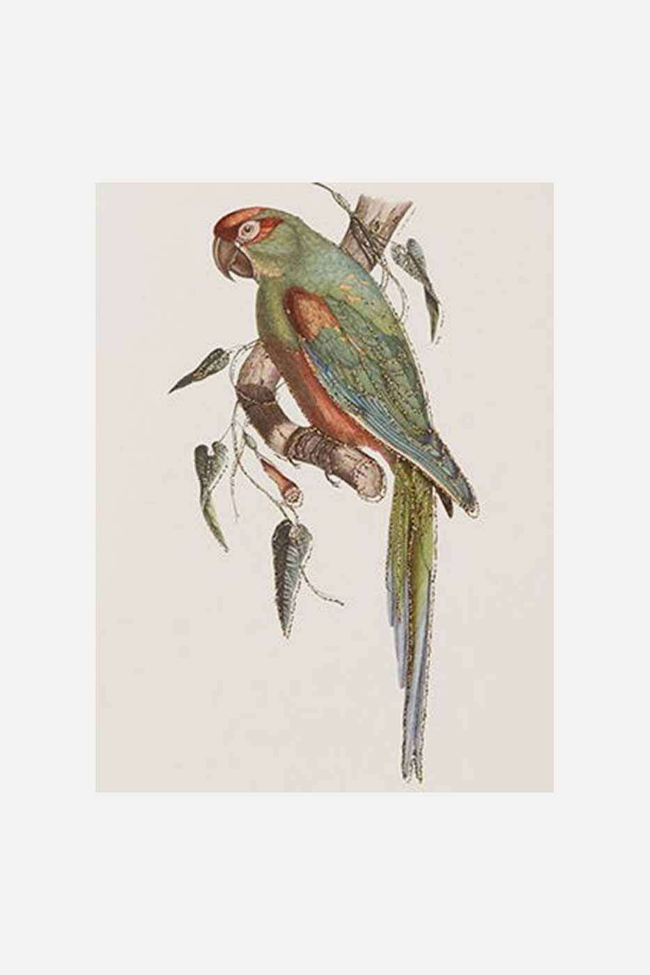 Gratulationskort Green parrot