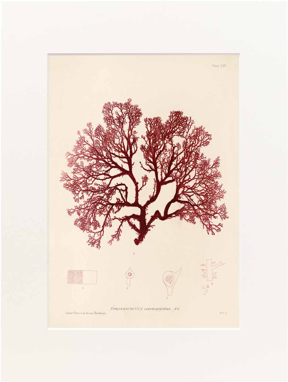 Print Bradbury 40x50 cm #054