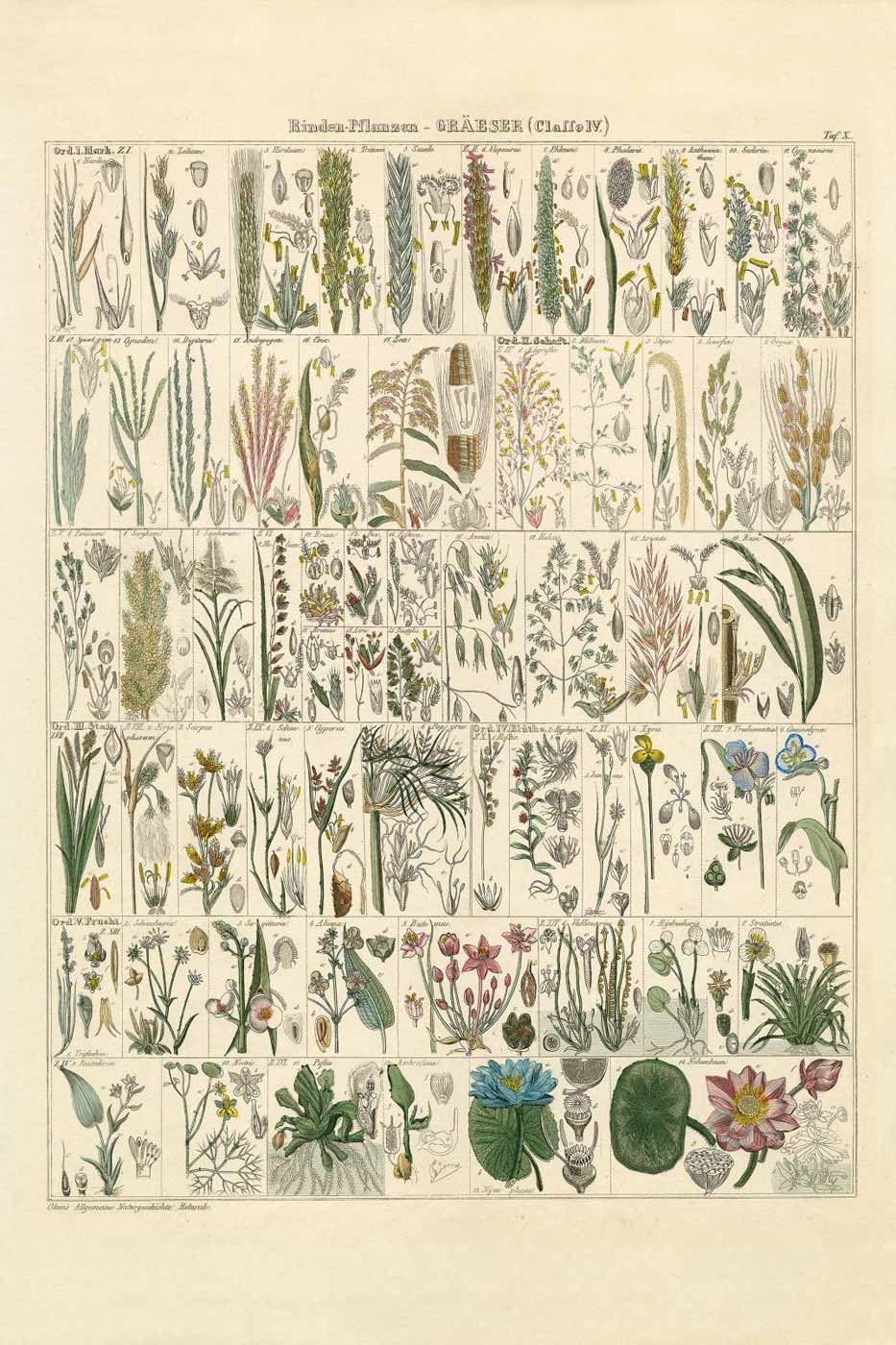 Print Okenplant 40x50 #004