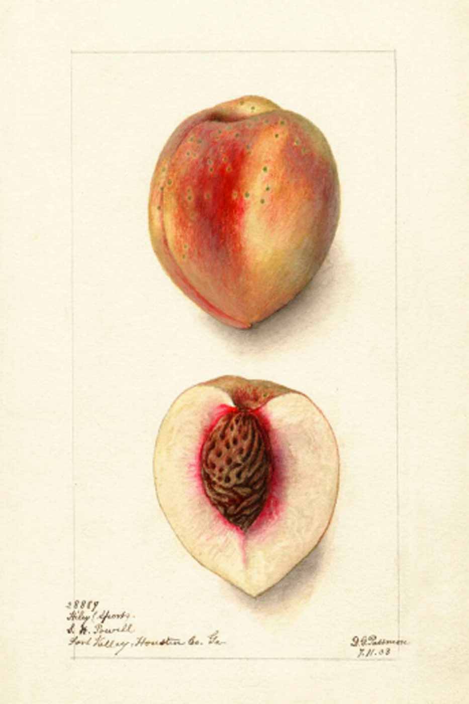 Print Pomologic 40x50 cm #005