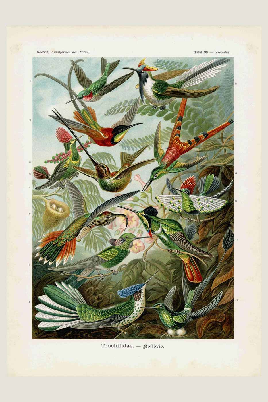 Print Haeckel #099 collibibri 100x140 ink.list