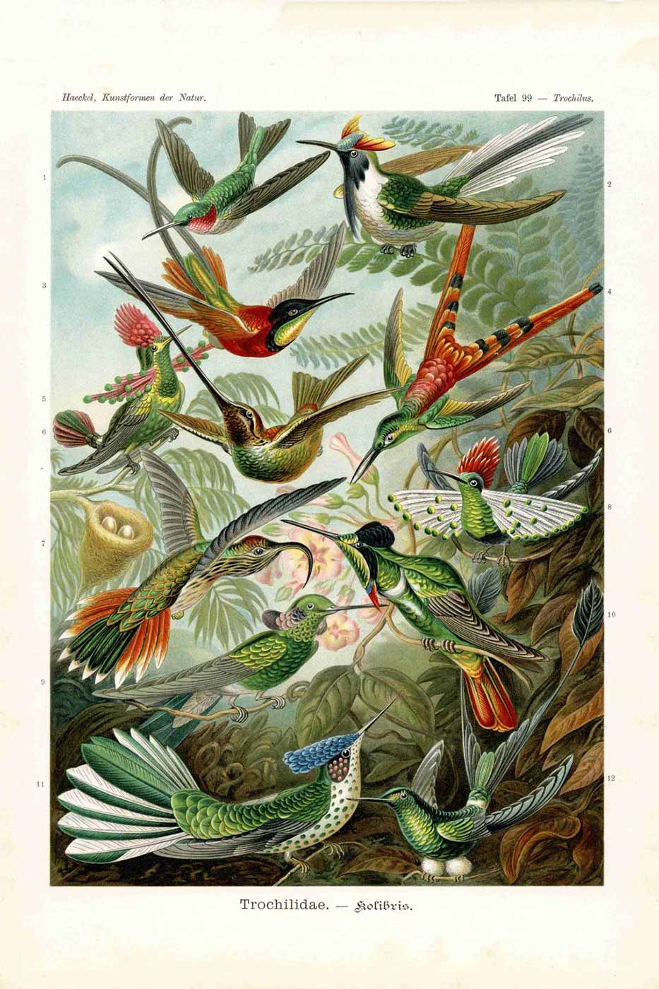 Print Haeckel #099 collibri 40x50 cm