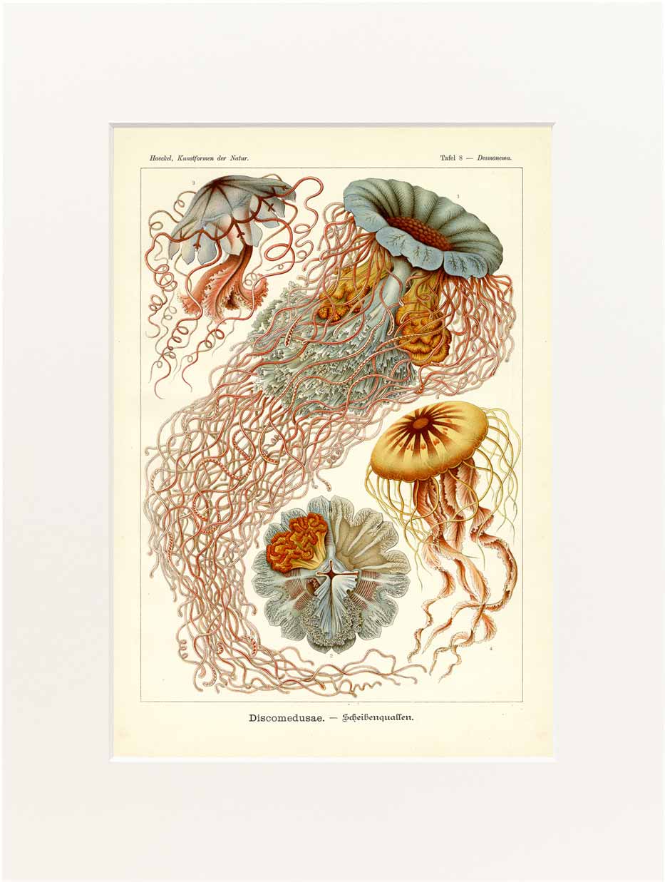 Print Haeckel 40x50 cm #008