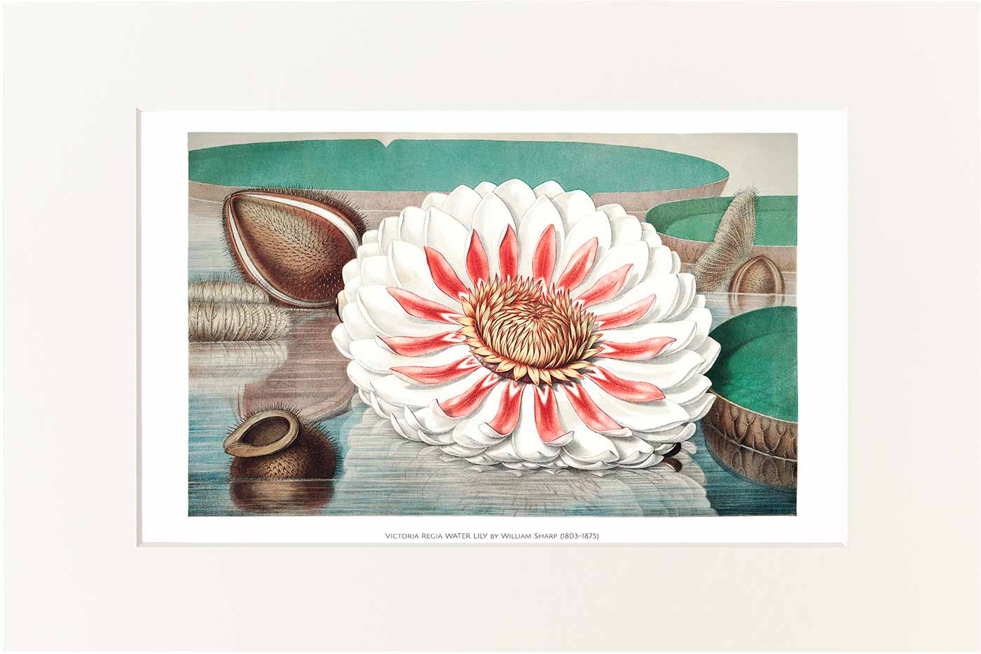 Print William Sharp 40x50 cm #003