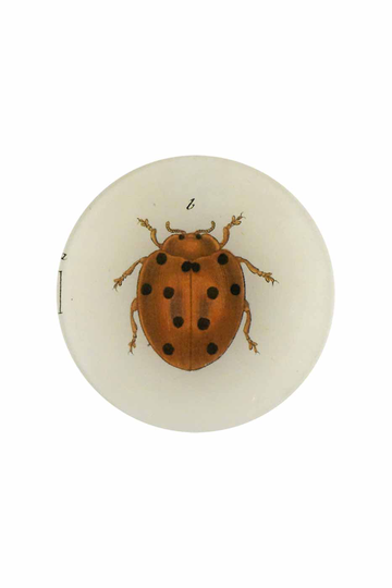 Fat Lady Bug 13 cm