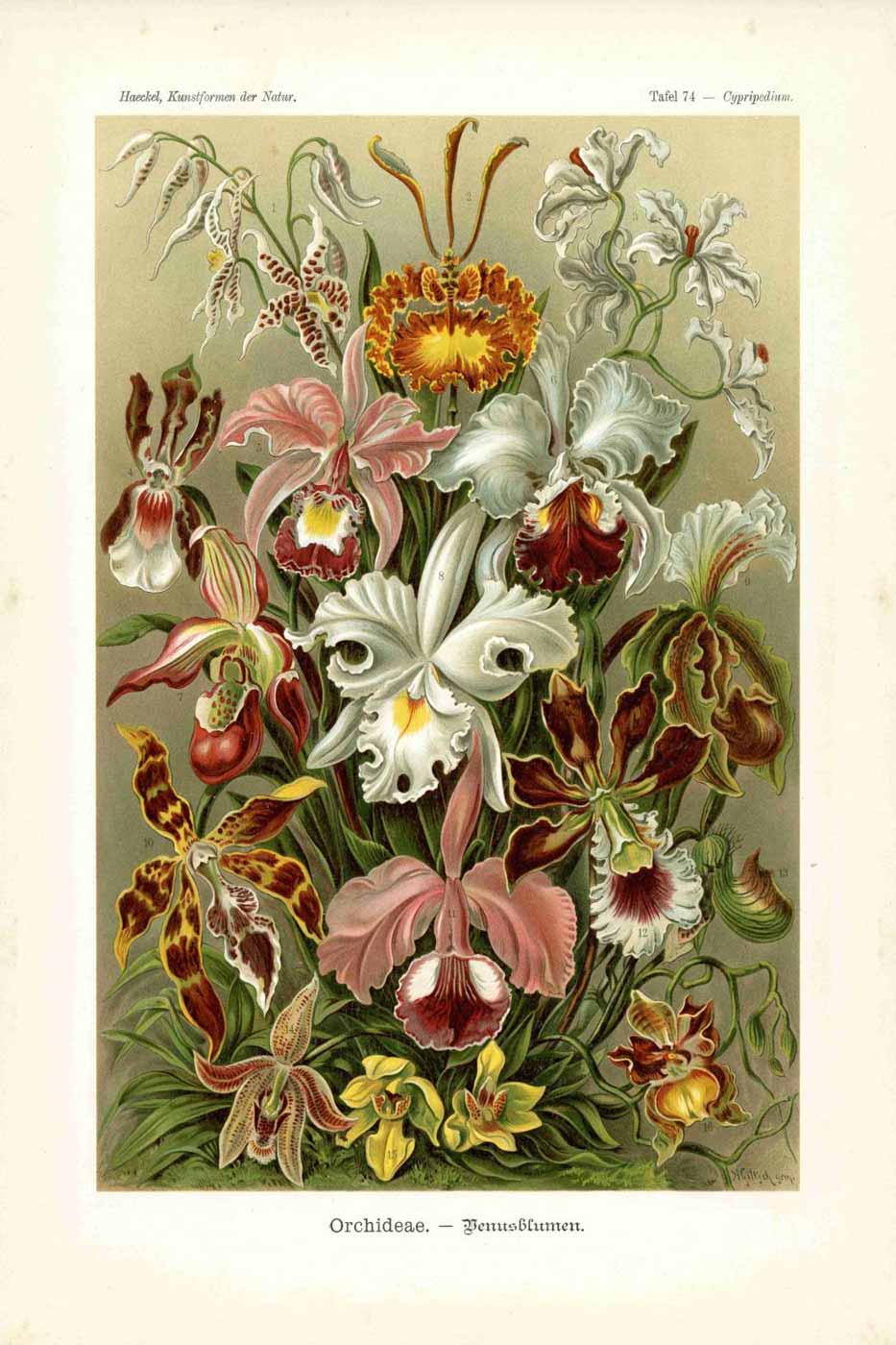 Print Haeckel 40x50 #074