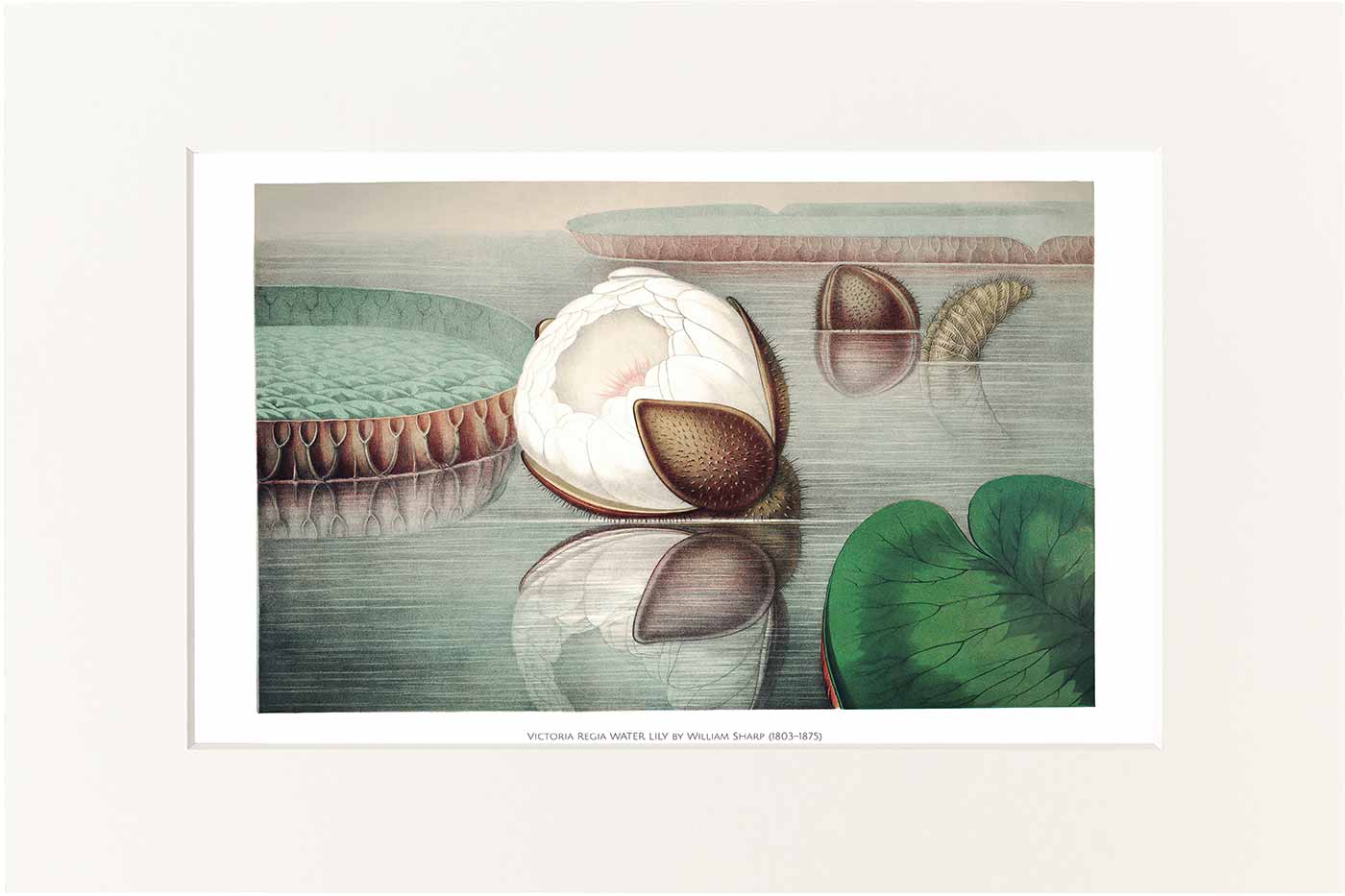 Print William Sharp 40x50 cm #001