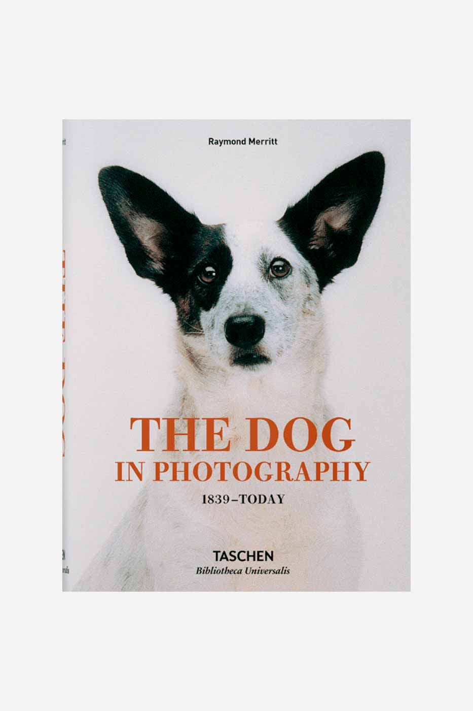 Bok The Dog In Photography