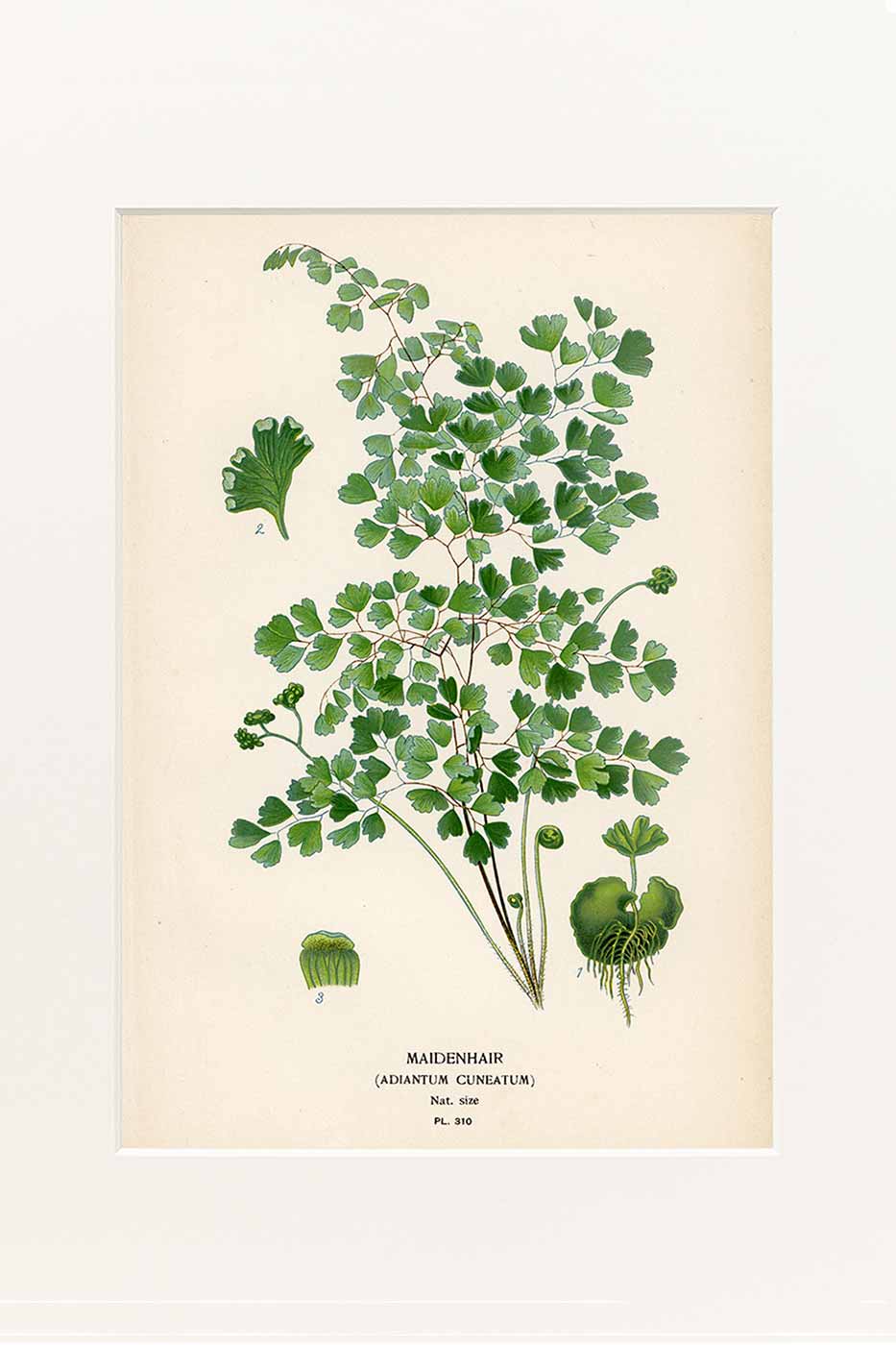 Print Maidenhair 40x50 cm