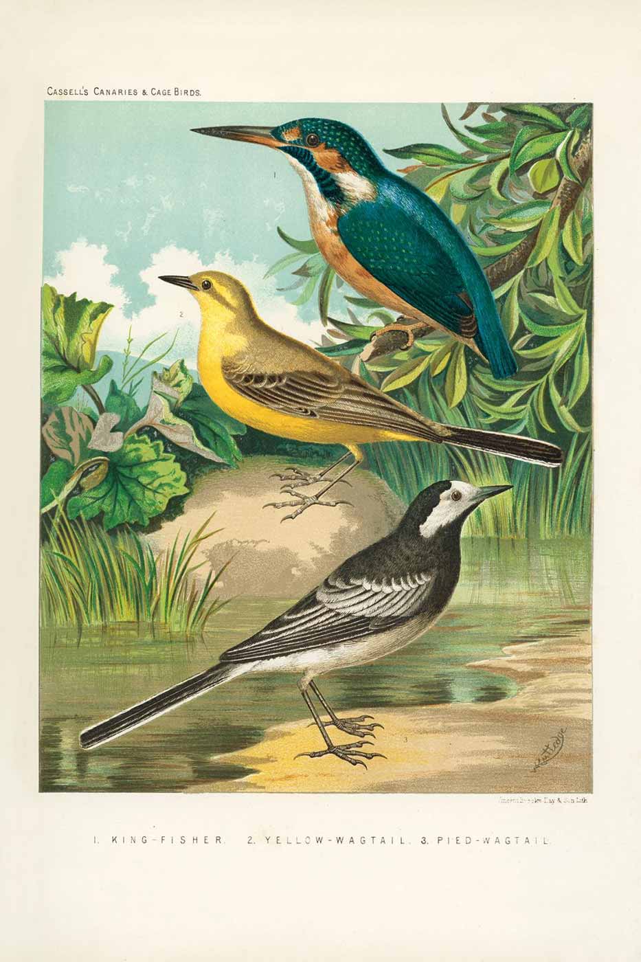 Print Cassel 40x50 #001