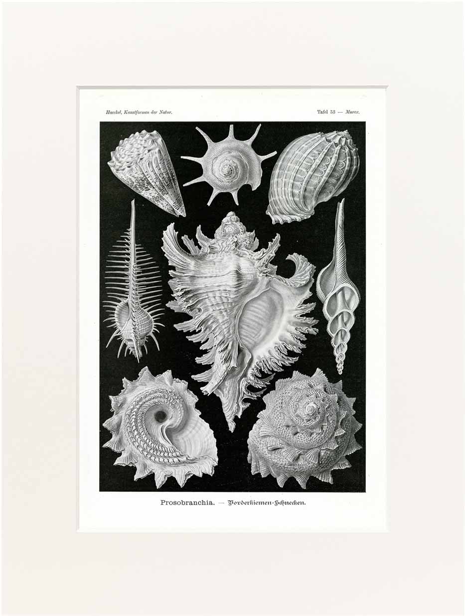 Print Haeckel 40x50 cm #053