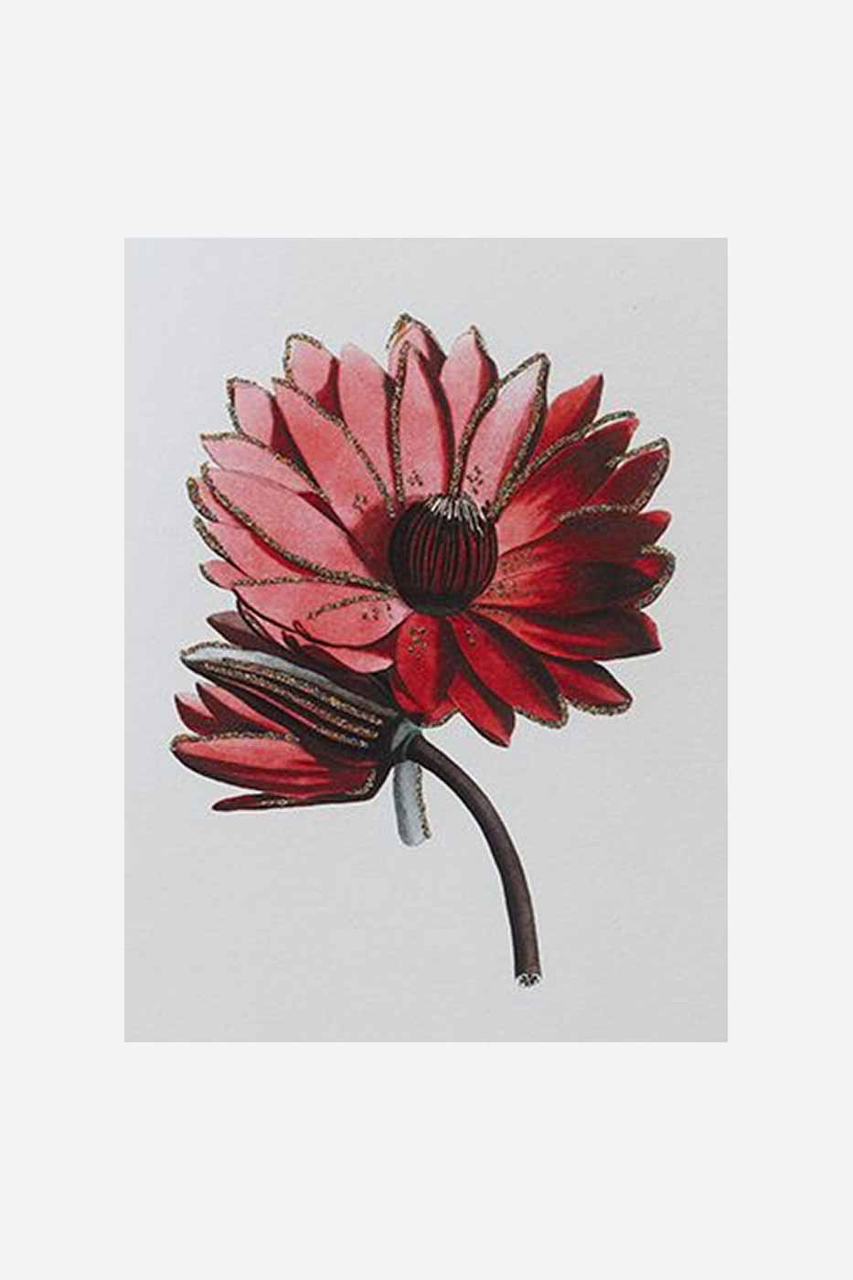 Gratulationskort Red Flower
