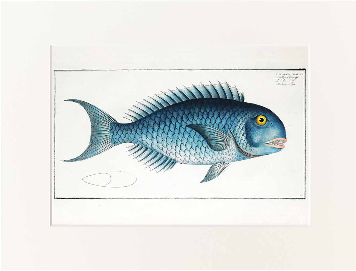 Print Bloch 40x50 cm #176