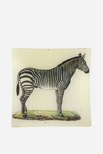 Fat kvadrat Zebra